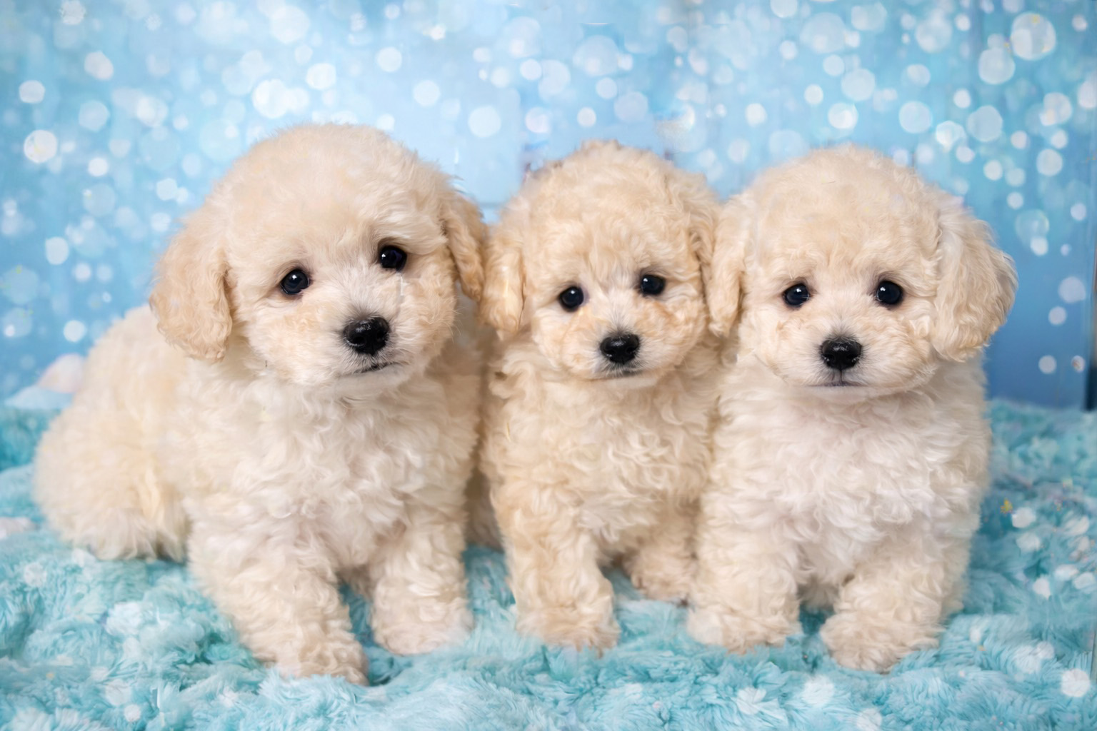 2025年11月生まれの子犬（オス）