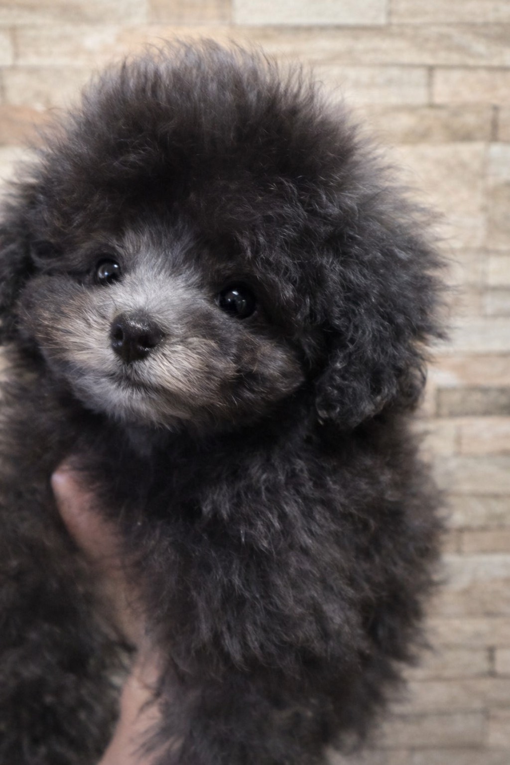 2025年10月生まれの子犬（オス）