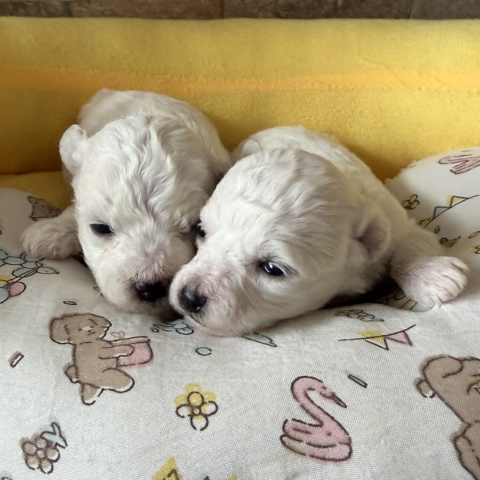2026年1月生まれの子犬（オス）