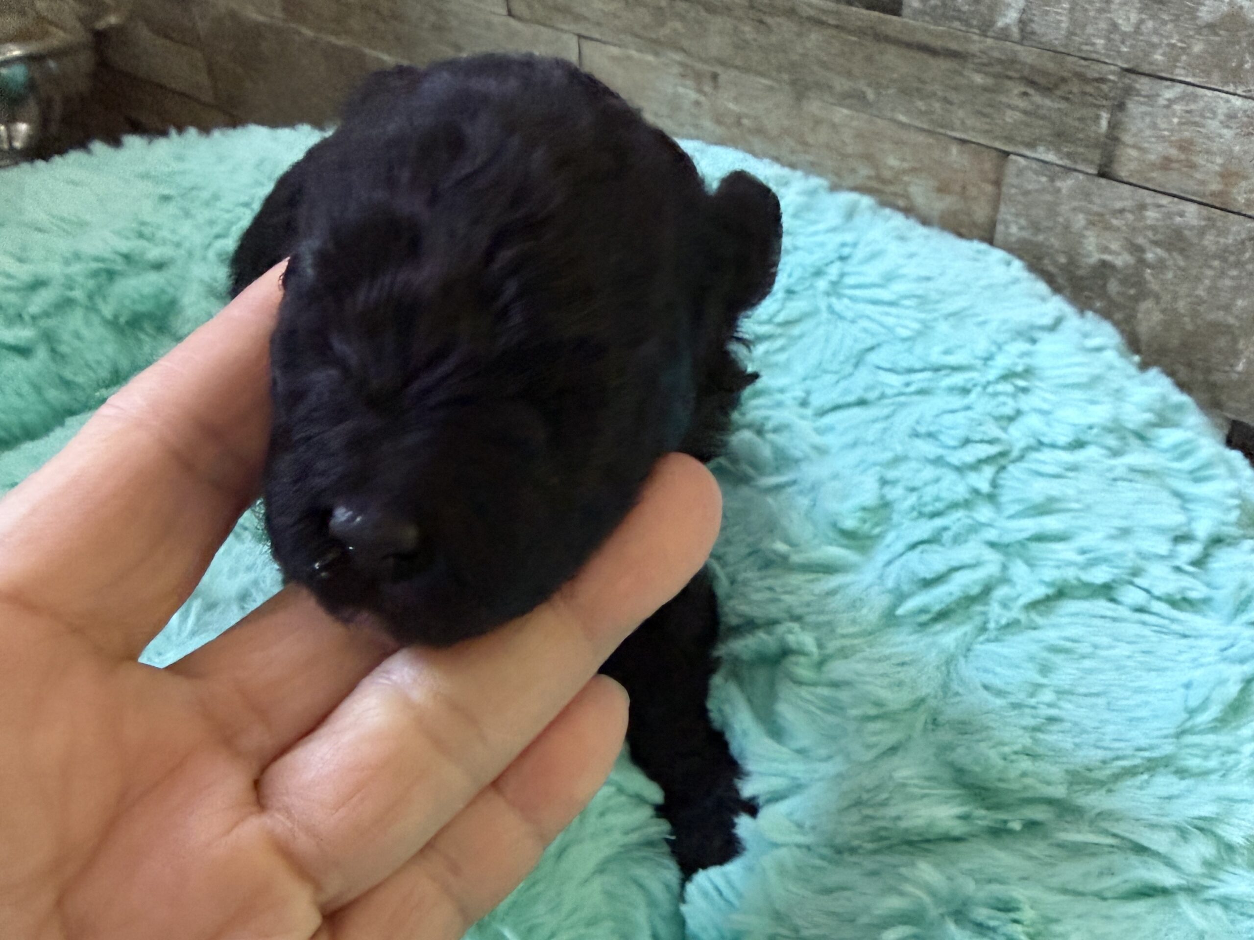 2026年３月生まれの女の子