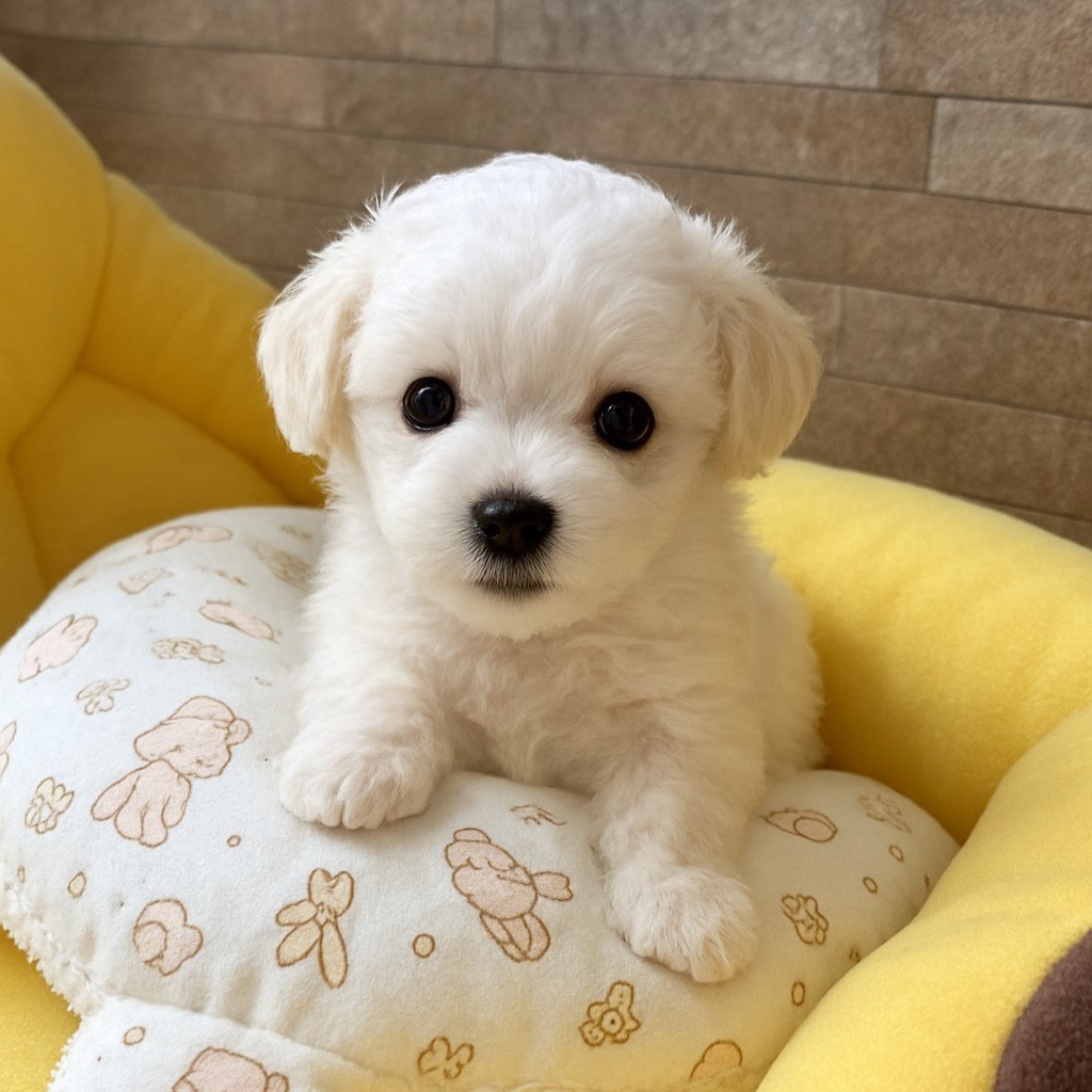 2025年11月生まれの子犬（オス）