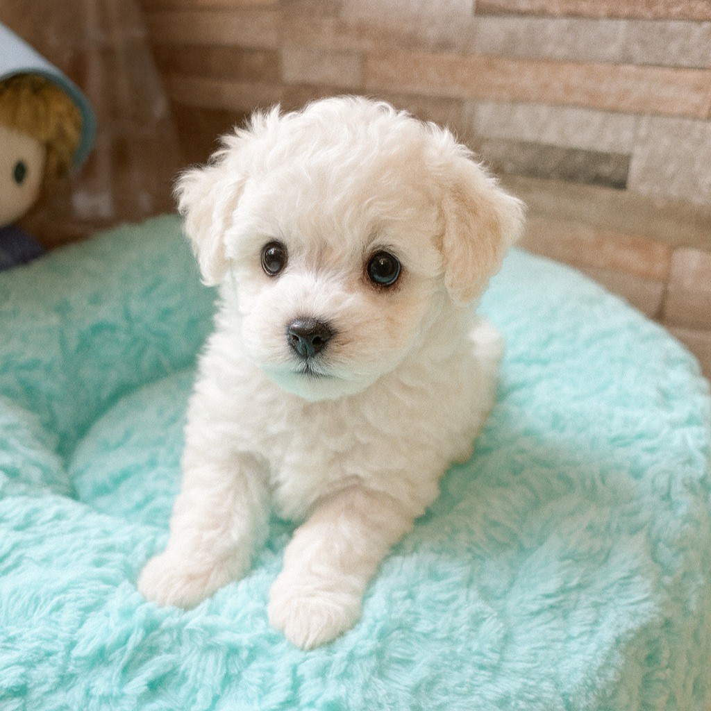 2025年11月生まれの子犬（オス）