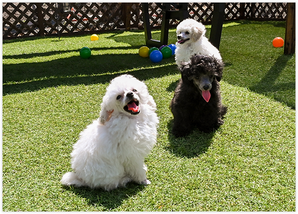 ローズマリーダイヤモンド犬舎 子犬の躾でより素敵な関係を