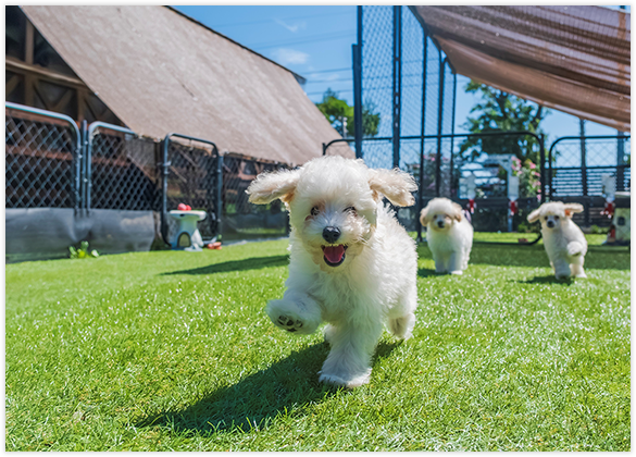 より優秀で、より元気な子犬達を