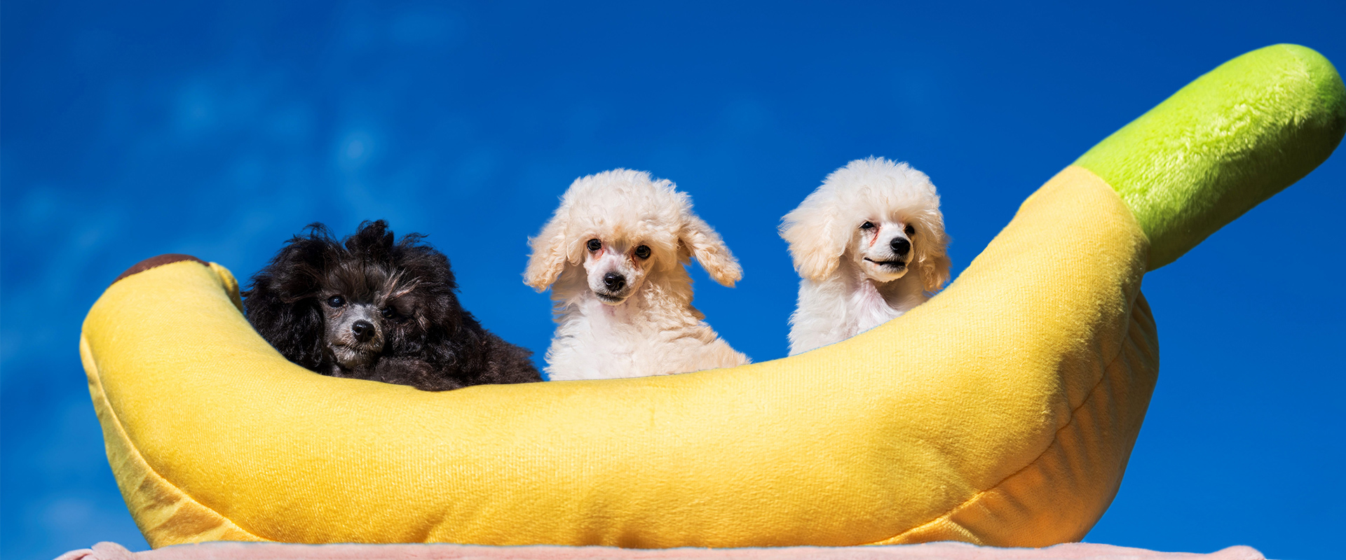ローズマリーダイヤモンド犬舎