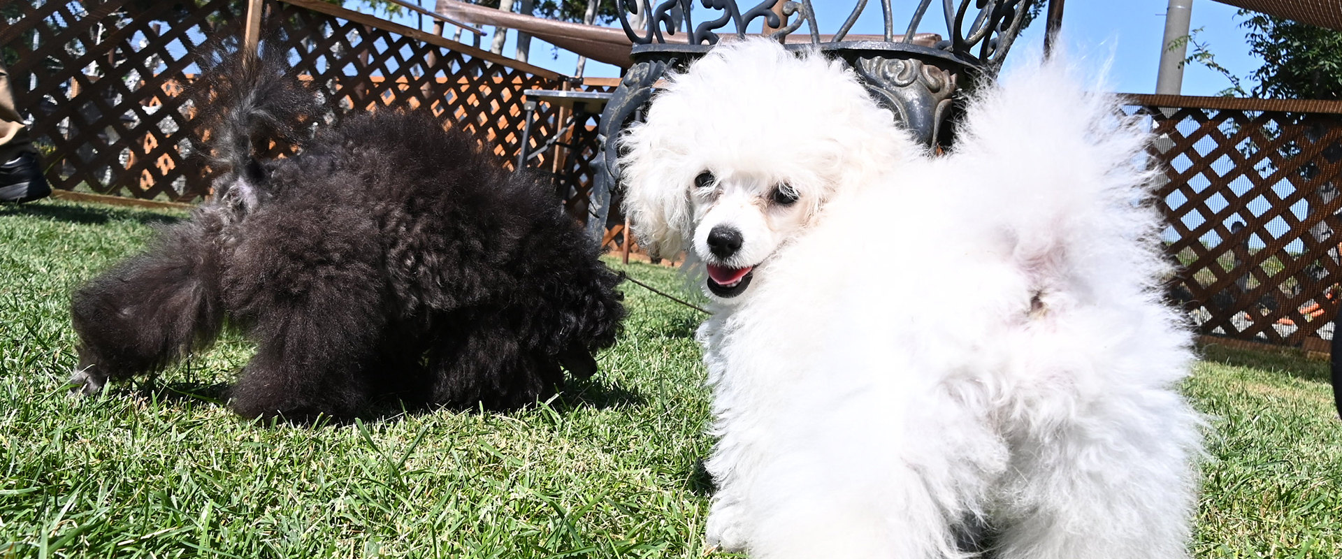 ローズマリーダイヤモンド犬舎