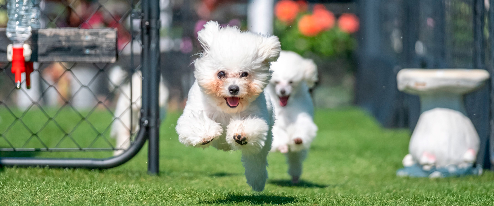 ローズマリーダイヤモンド犬舎