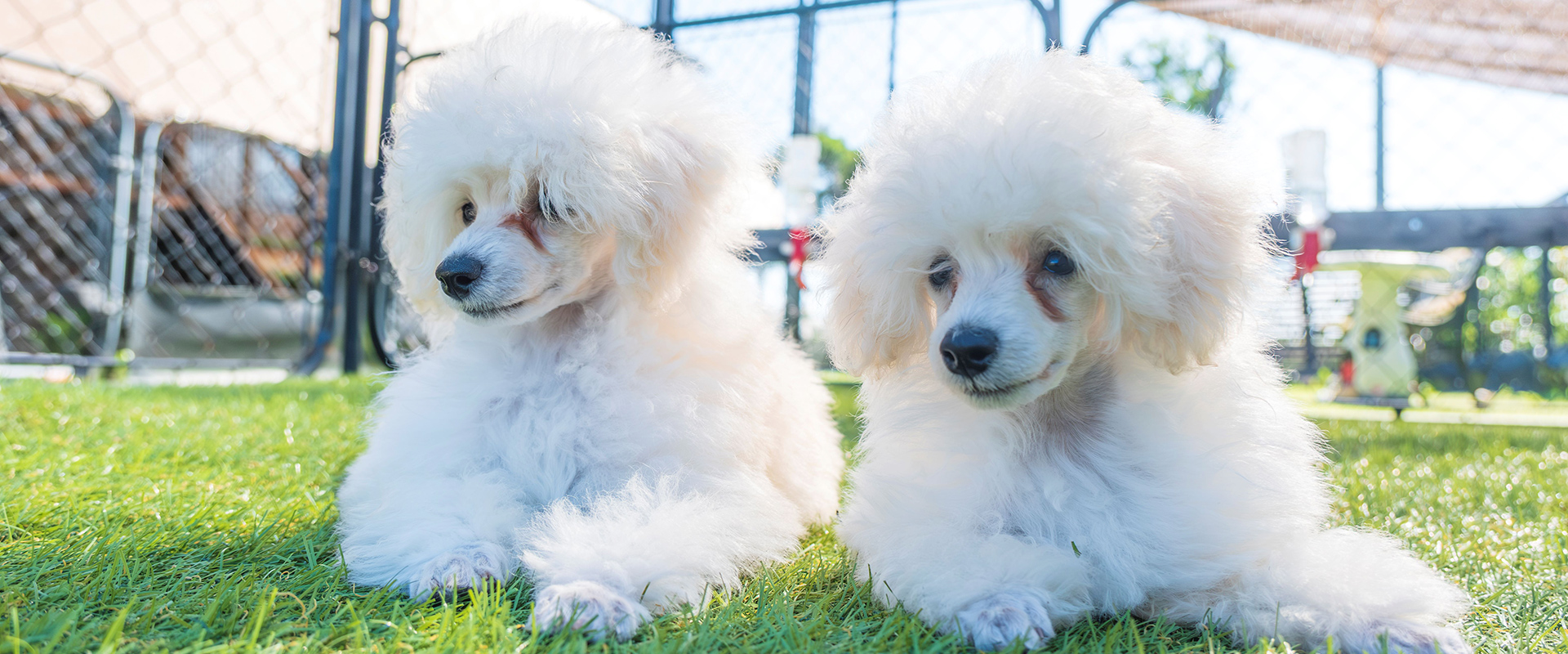 ローズマリーダイヤモンド犬舎