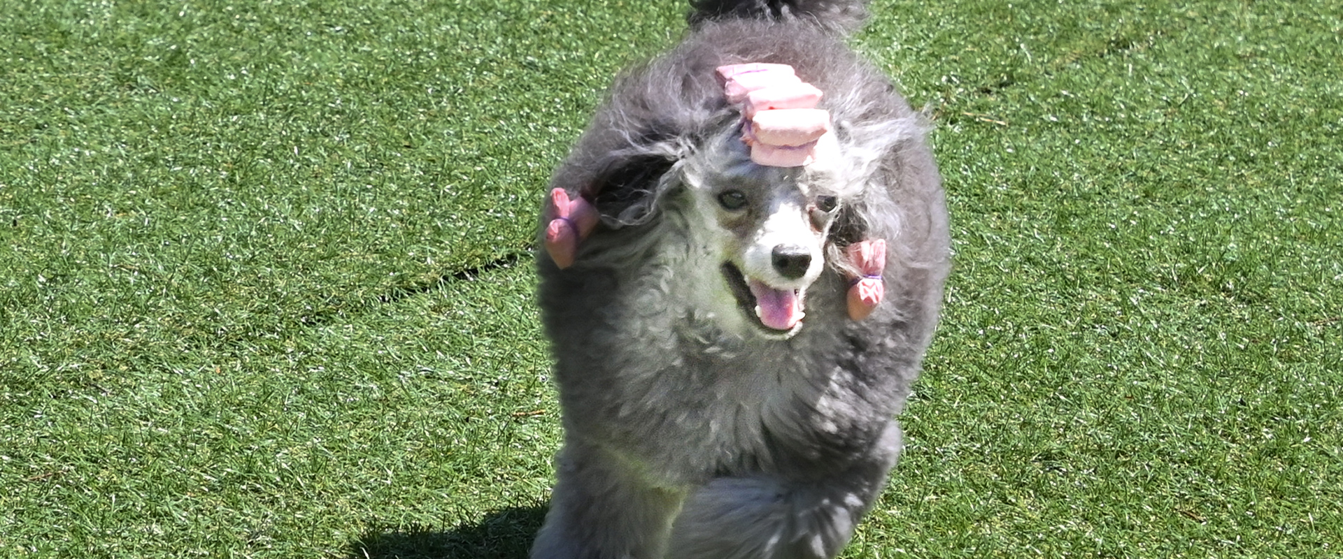 ローズマリーダイヤモンド犬舎