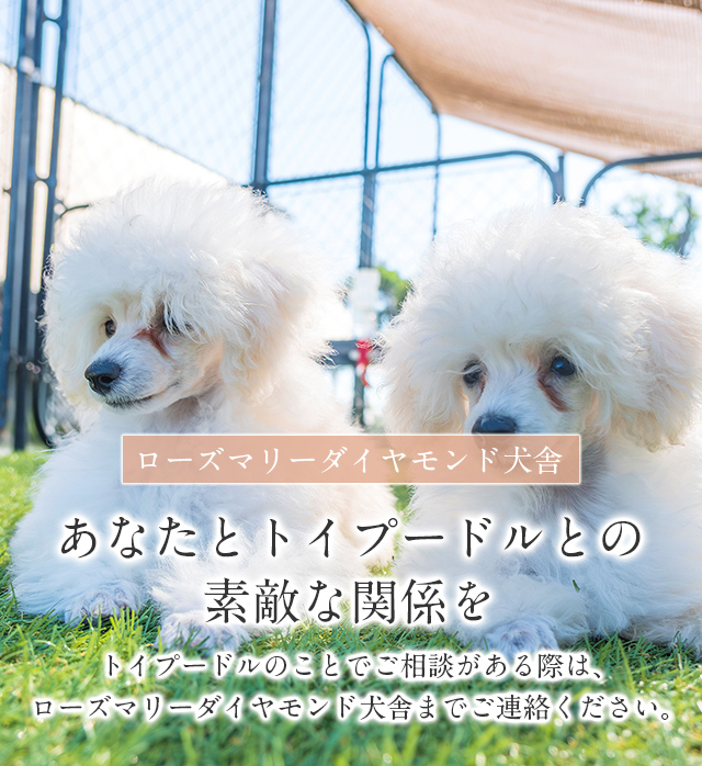 ローズマリーダイヤモンド犬舎