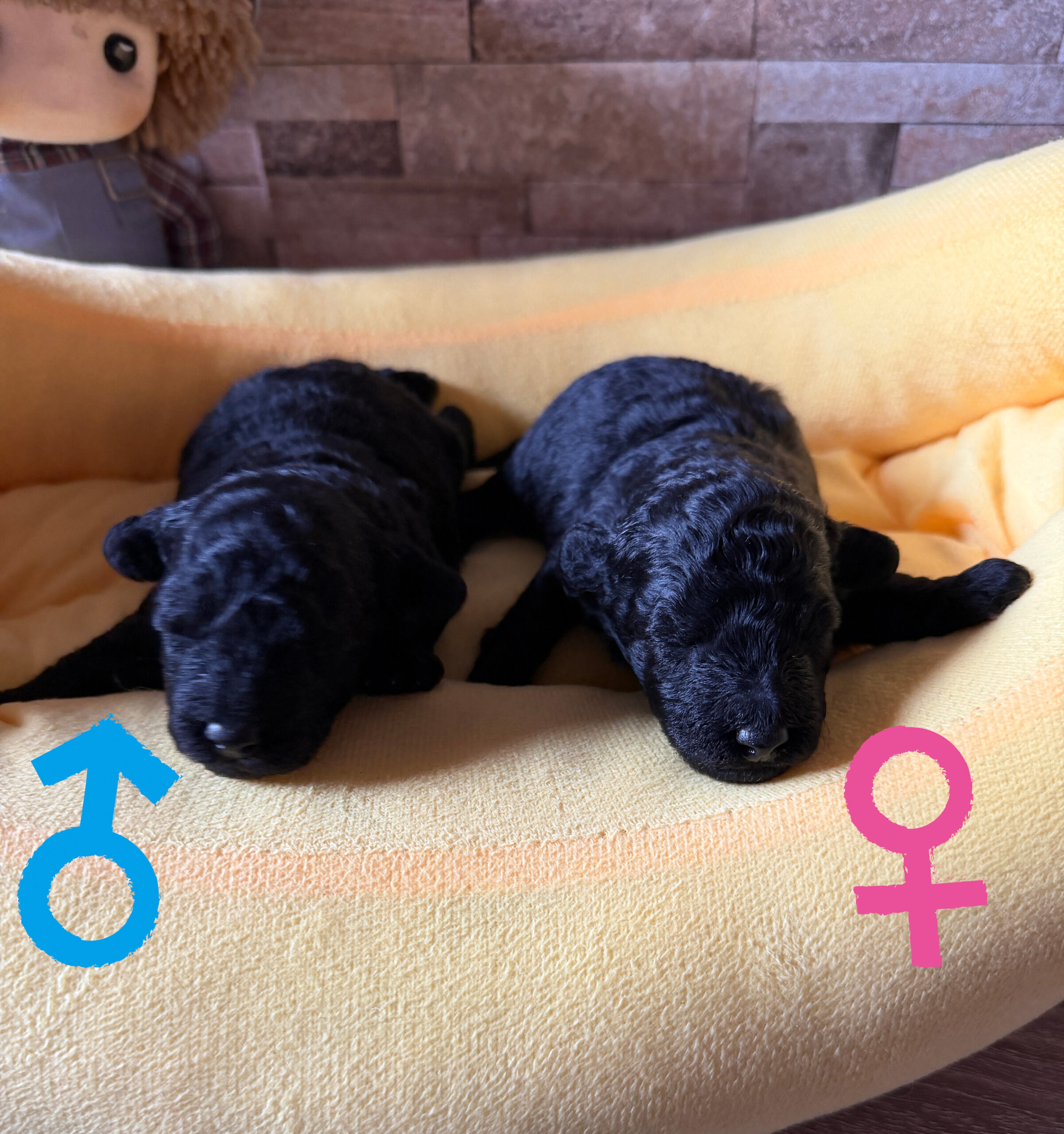2025年10月生まれの子犬（オス）
